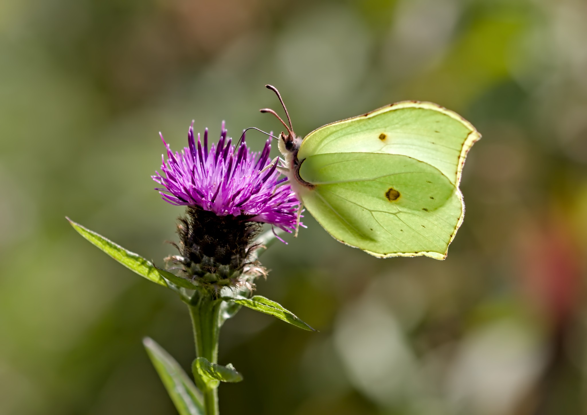 Dragonflies, Brimstone & Pheasant at Ben Rhydding Gravel Pits. 31 Aug.