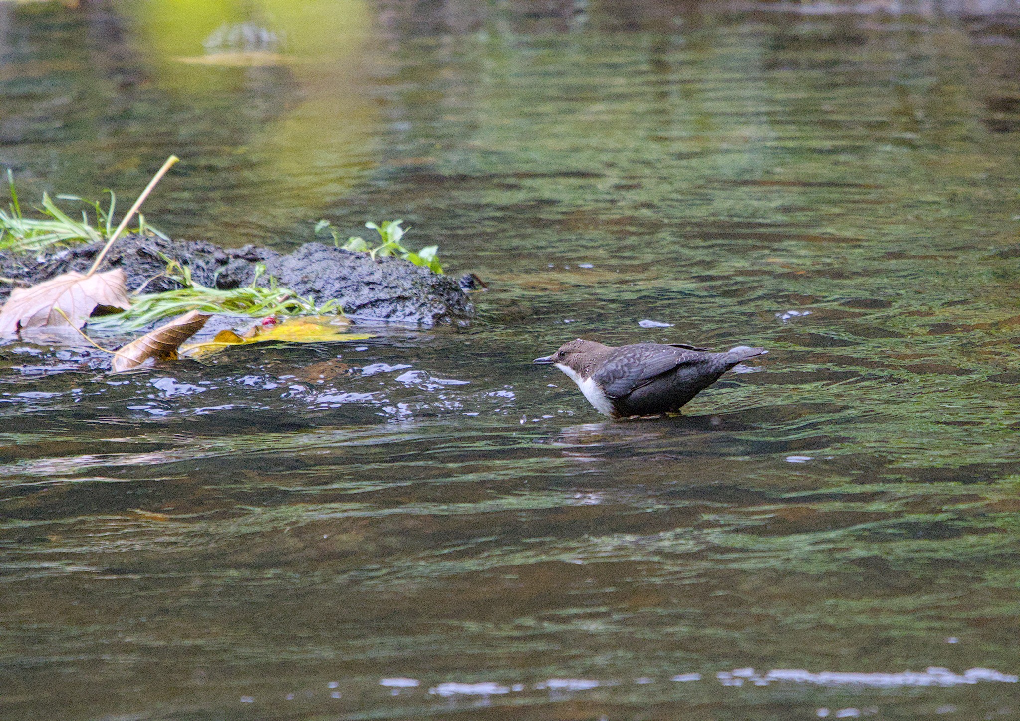 Sunday at the end of September down by the river