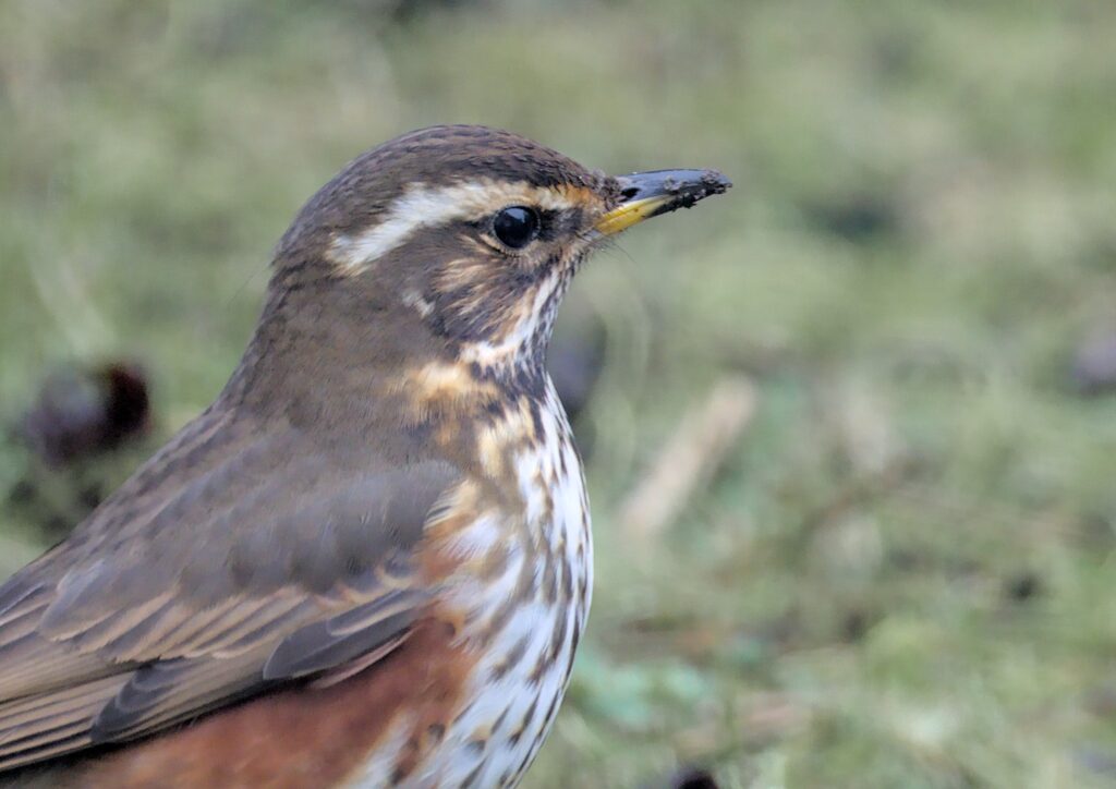 Redwing