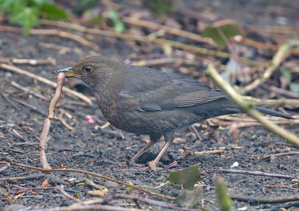 Female Blackbird tugging at a large worm