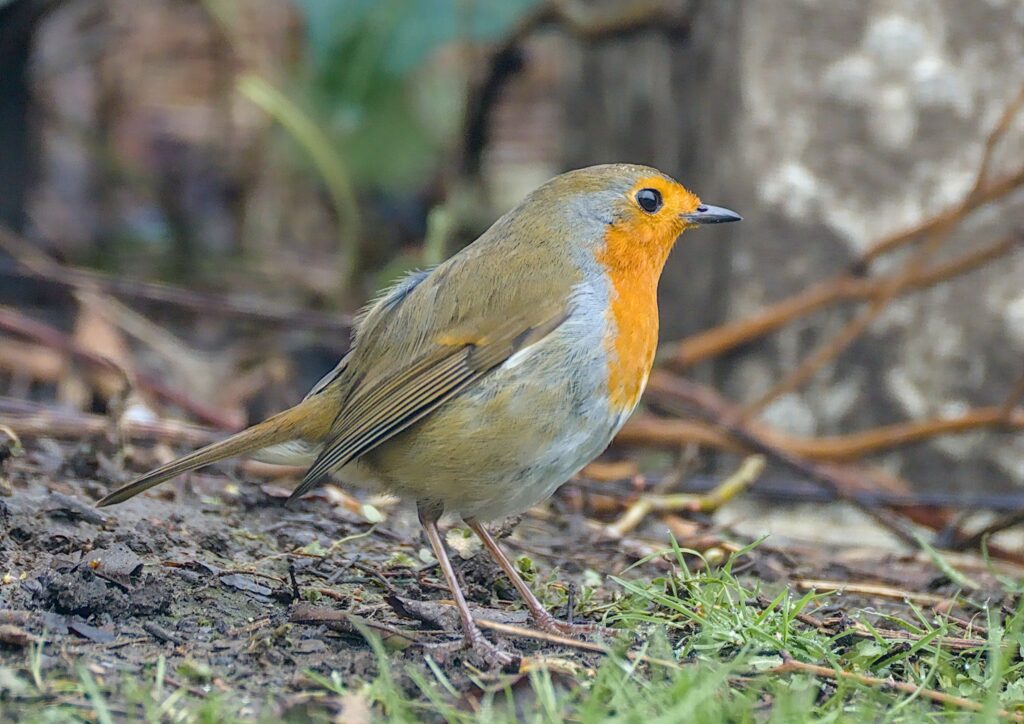 Robin