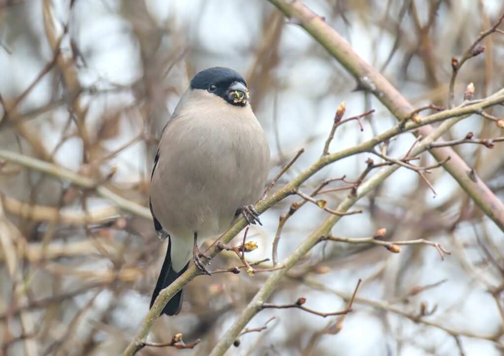 Bullfinch eating buds