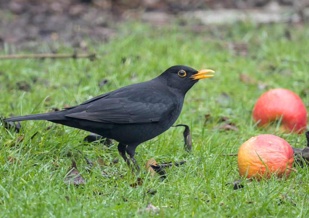 Male Blackbird about to eat some apple