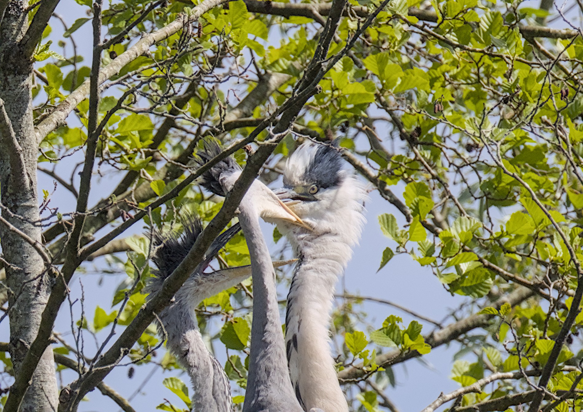 Heronry. 21 May
