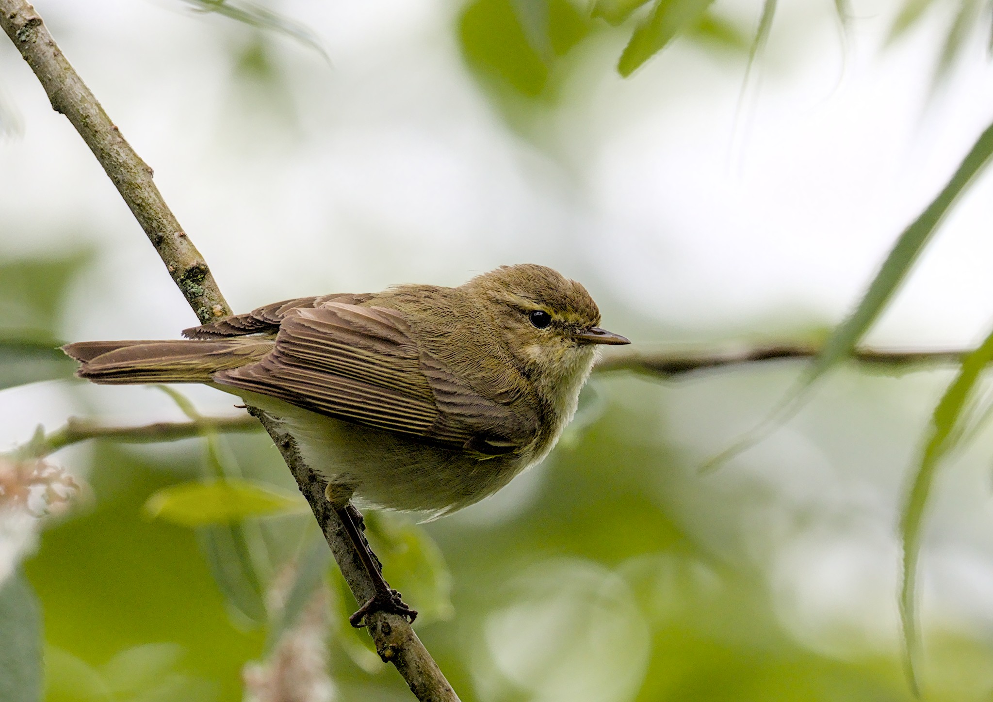 1 & 5 June. River, Canal & High Royds