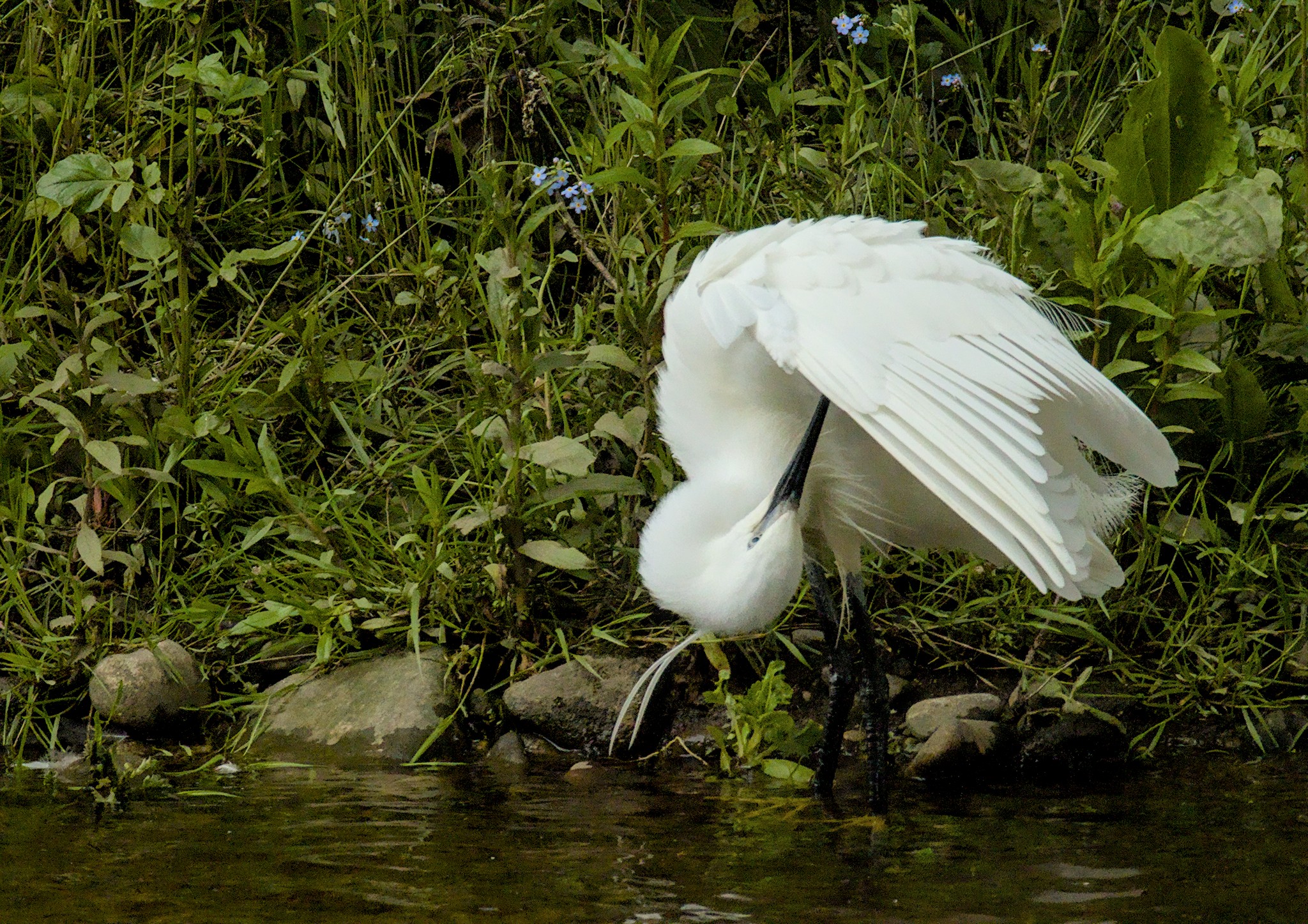 Ben Rhydding Gravel Pits. 7 June 2025