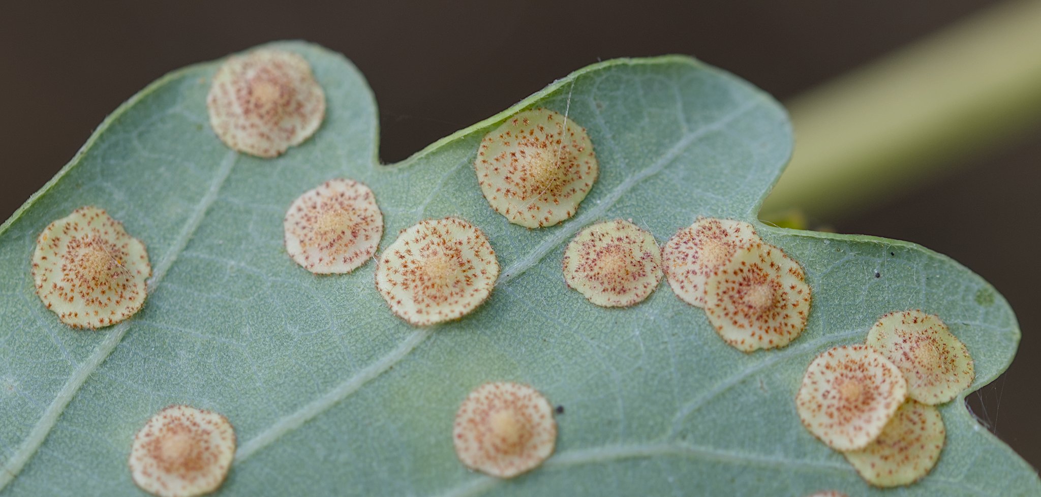 BRGP & DMNR 25/8/2025