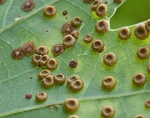 Silk Button Spangle Galls on an Oak leaf at BRGP
