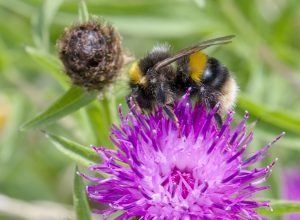 Buff Tailed Bumblebee