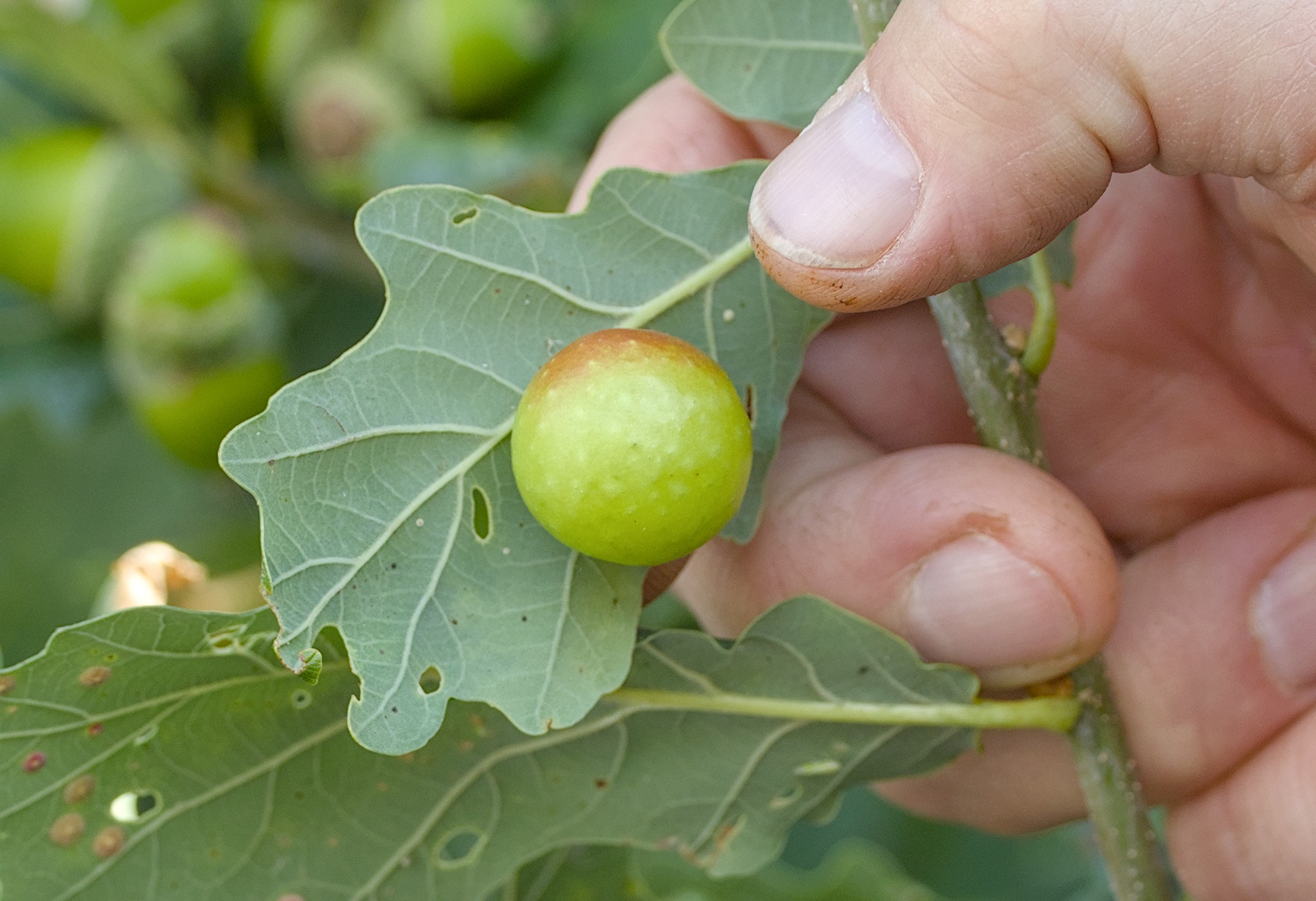 Bracken Hall Green Walk. 8 Aug ’25