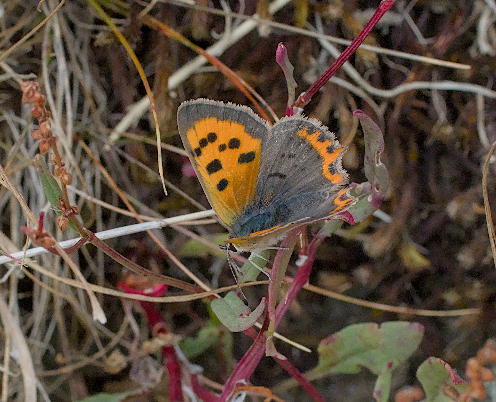 Bracken Hall Green 11 Aug
