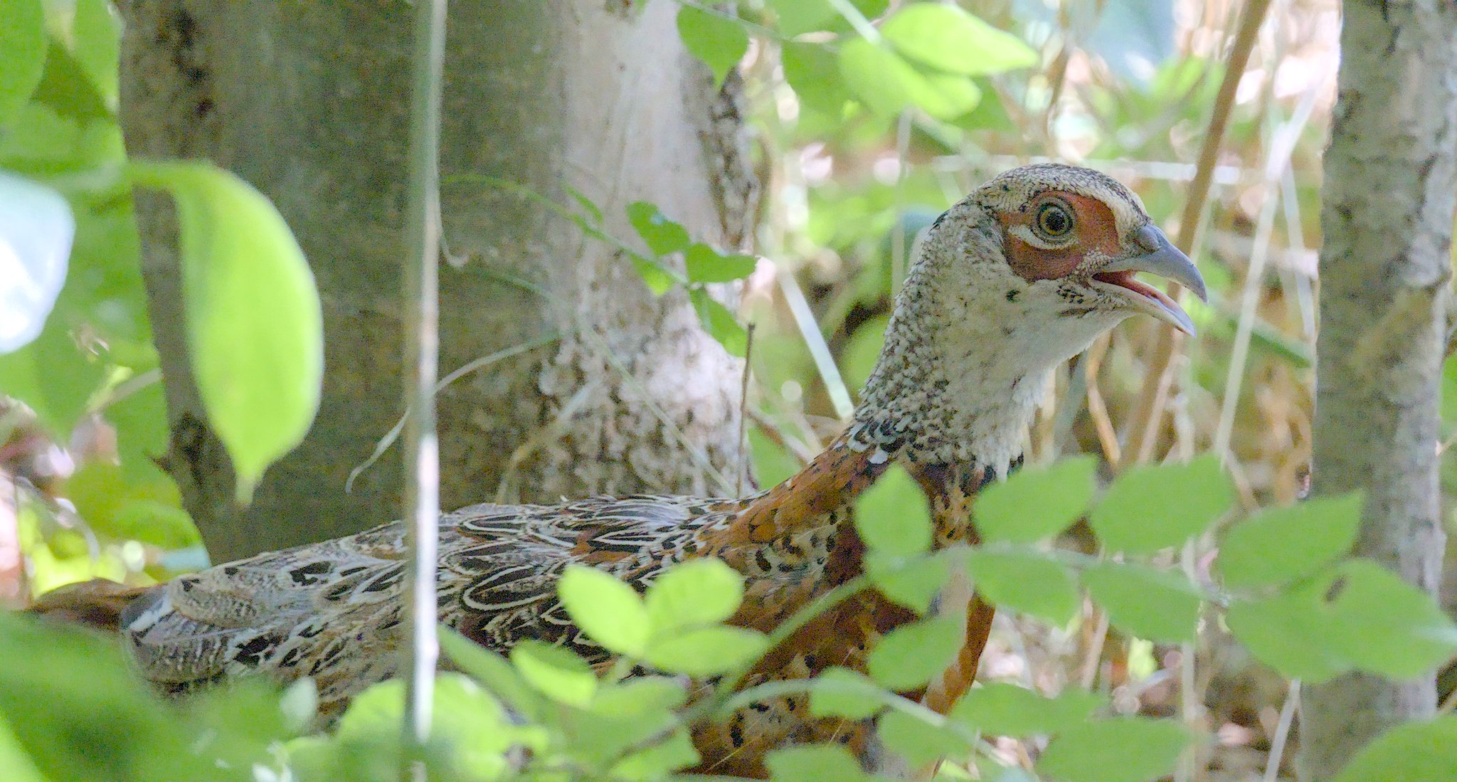 Baildon Bank in August