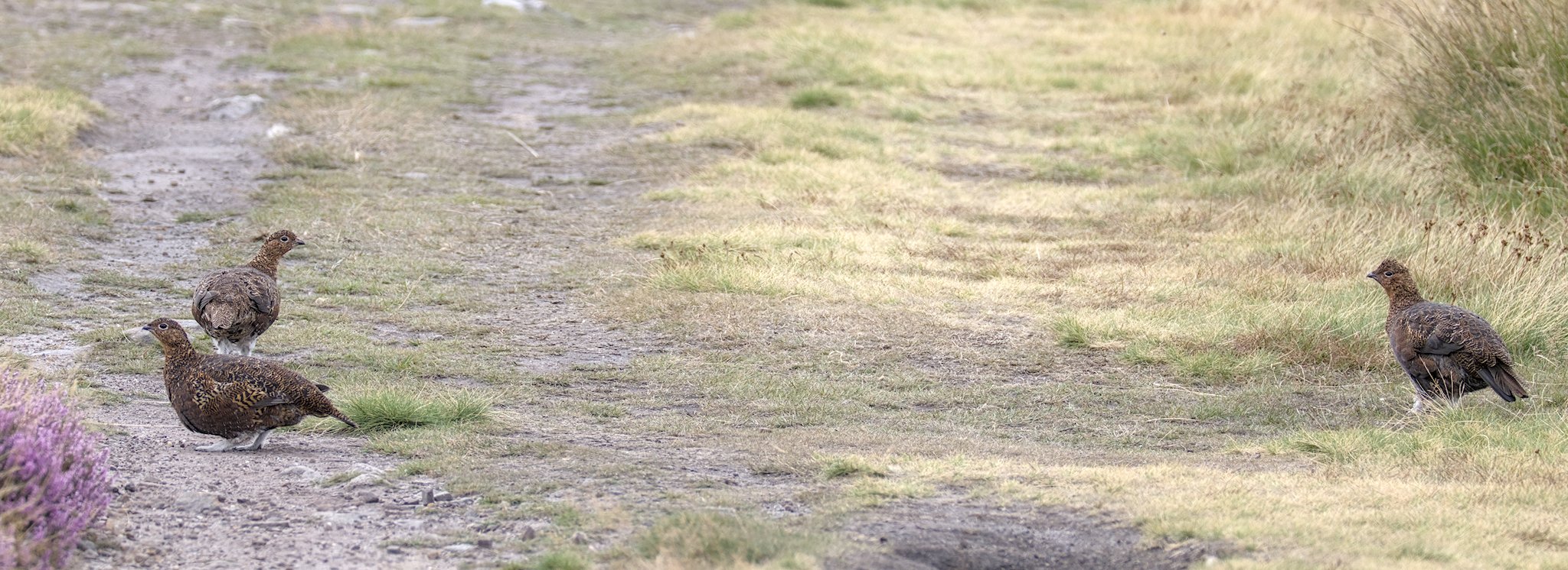 Grouse on Baildon Moor. 16 Aug 2025.