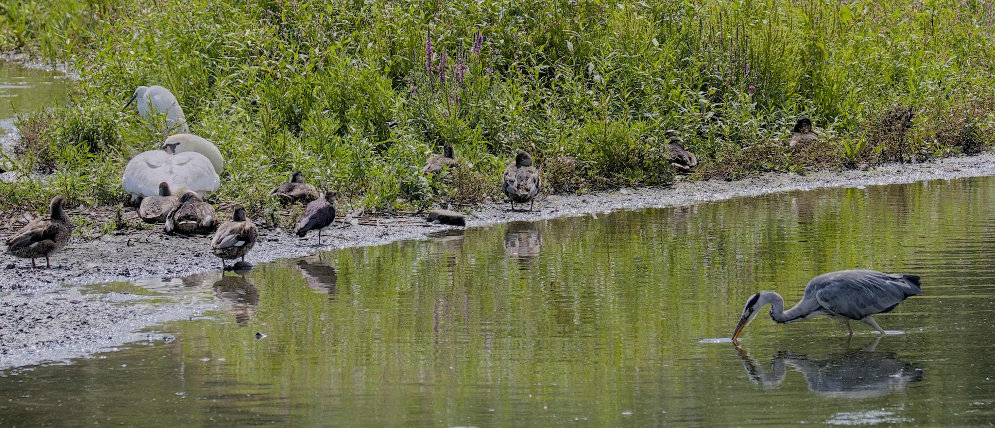 Rodley Nature Reserve in August