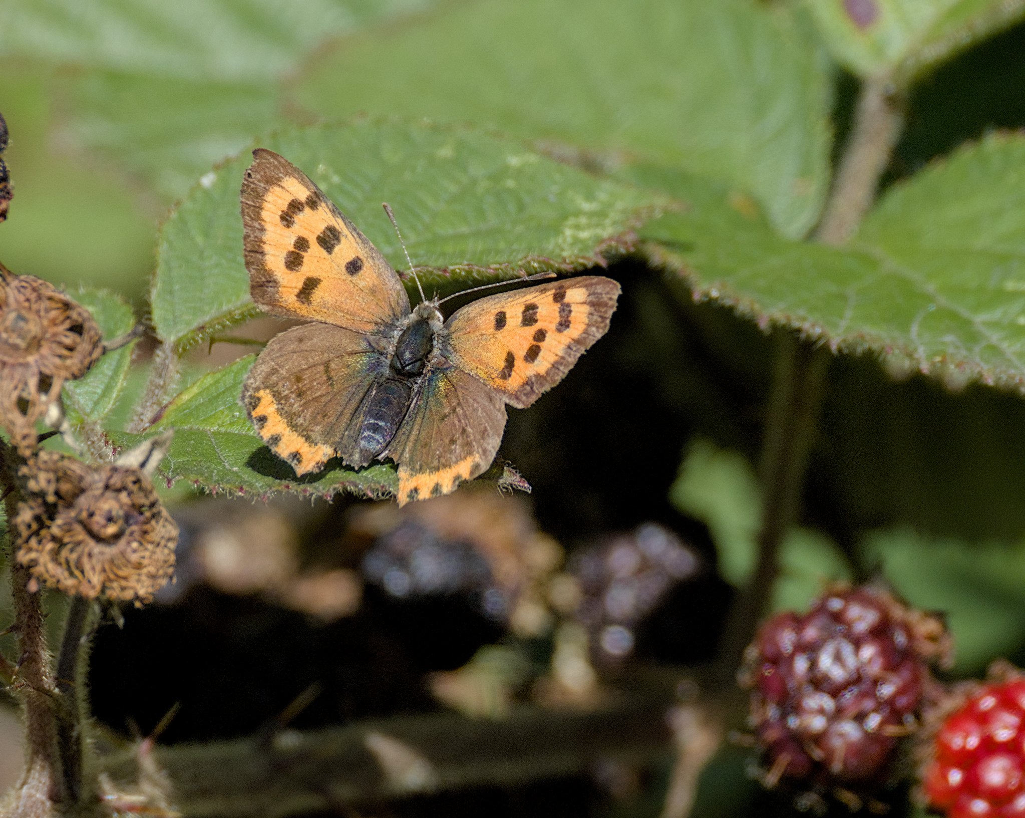 Baildon Bank & Midgeley Wood, 8 Sept.