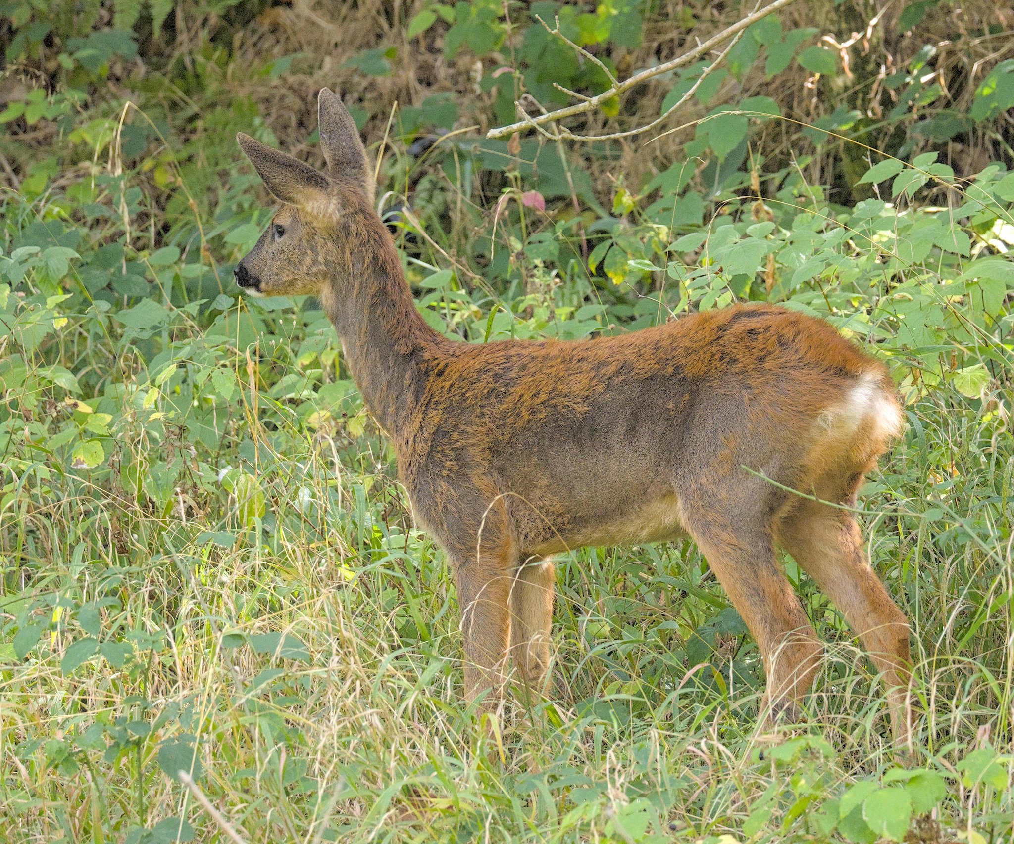 Autumn Walk at DMNR, Sept 2025