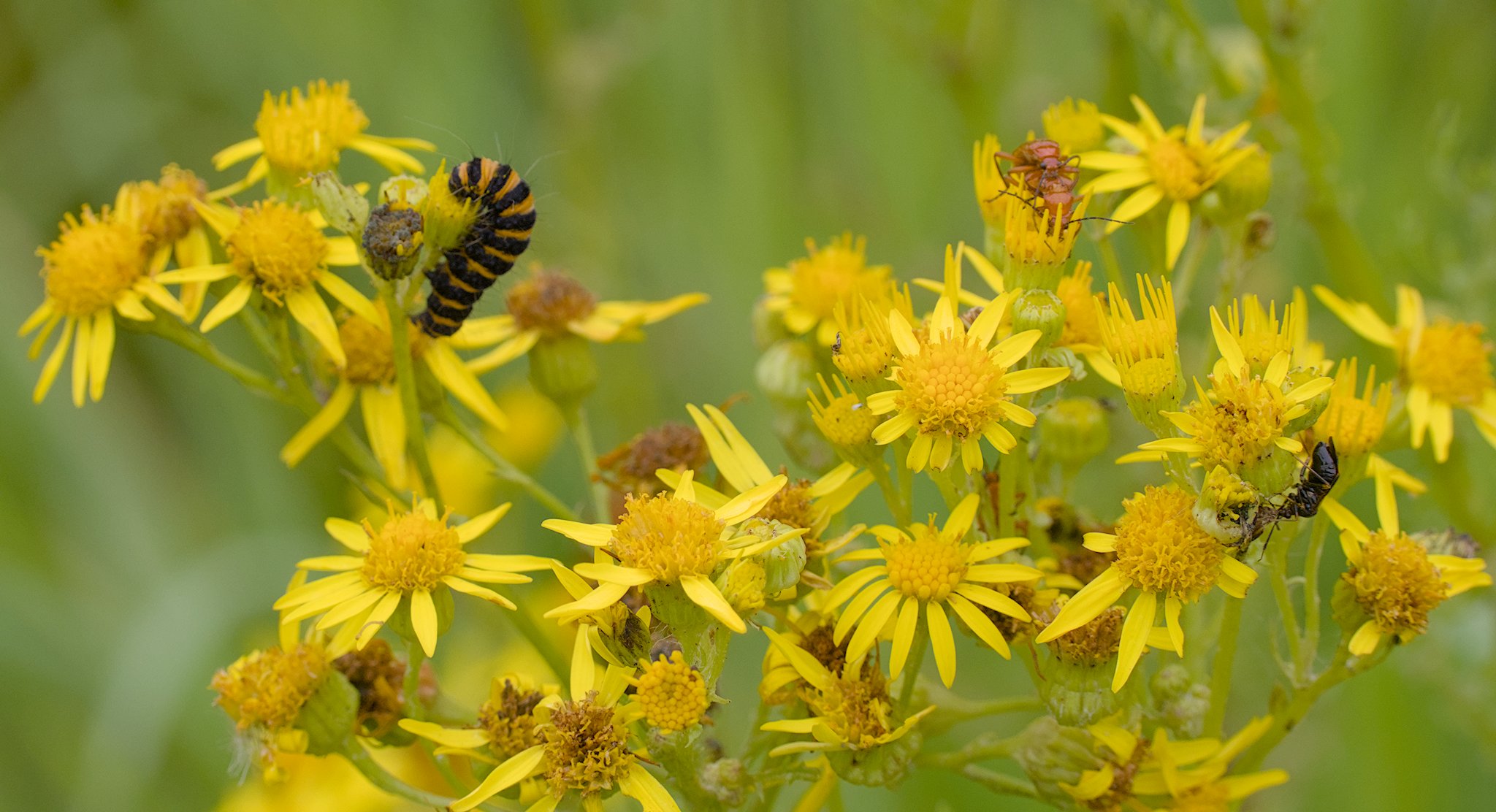 Riverside Wildflower Meadow. July 2025