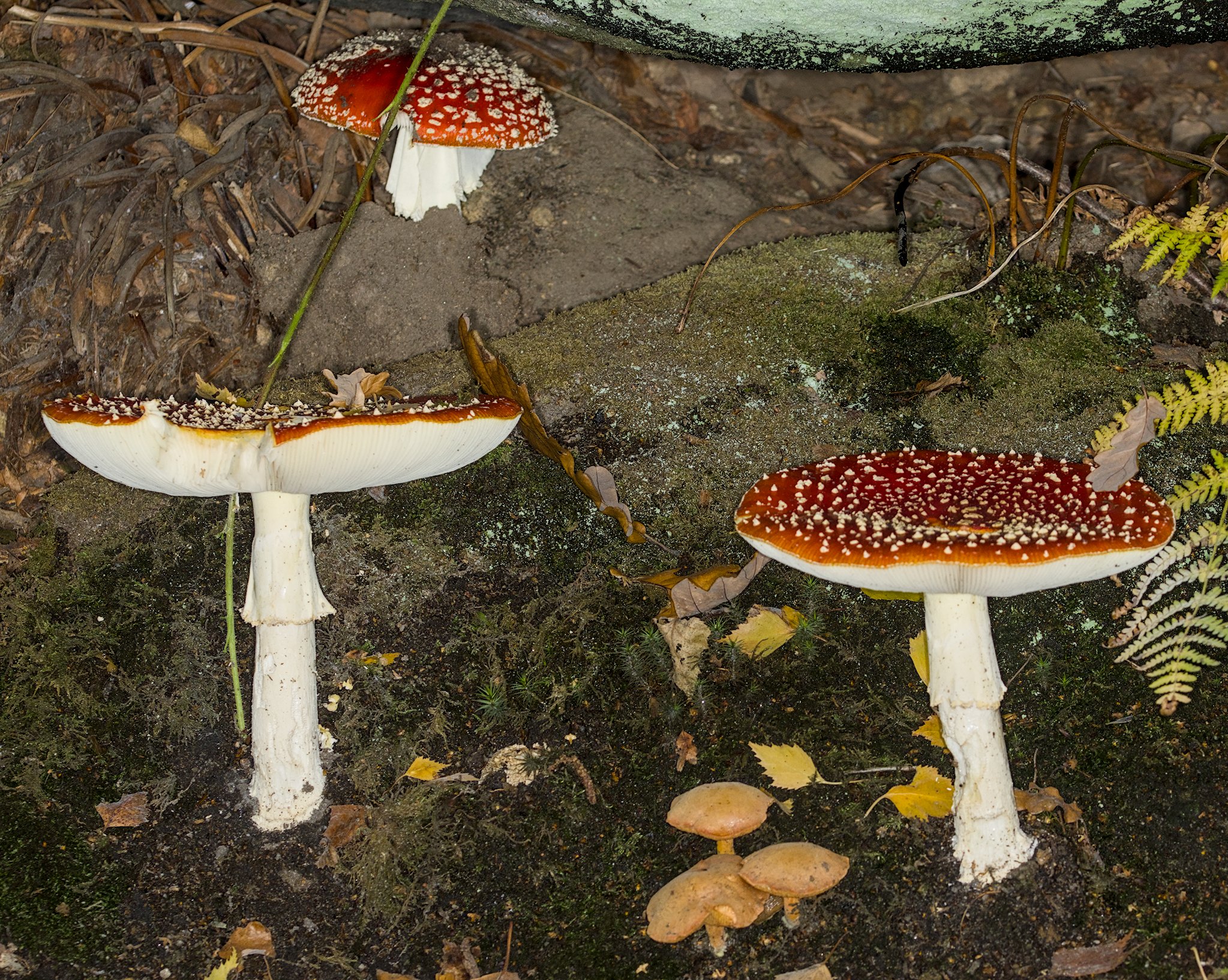 October Fungi at Bracken Hall Green