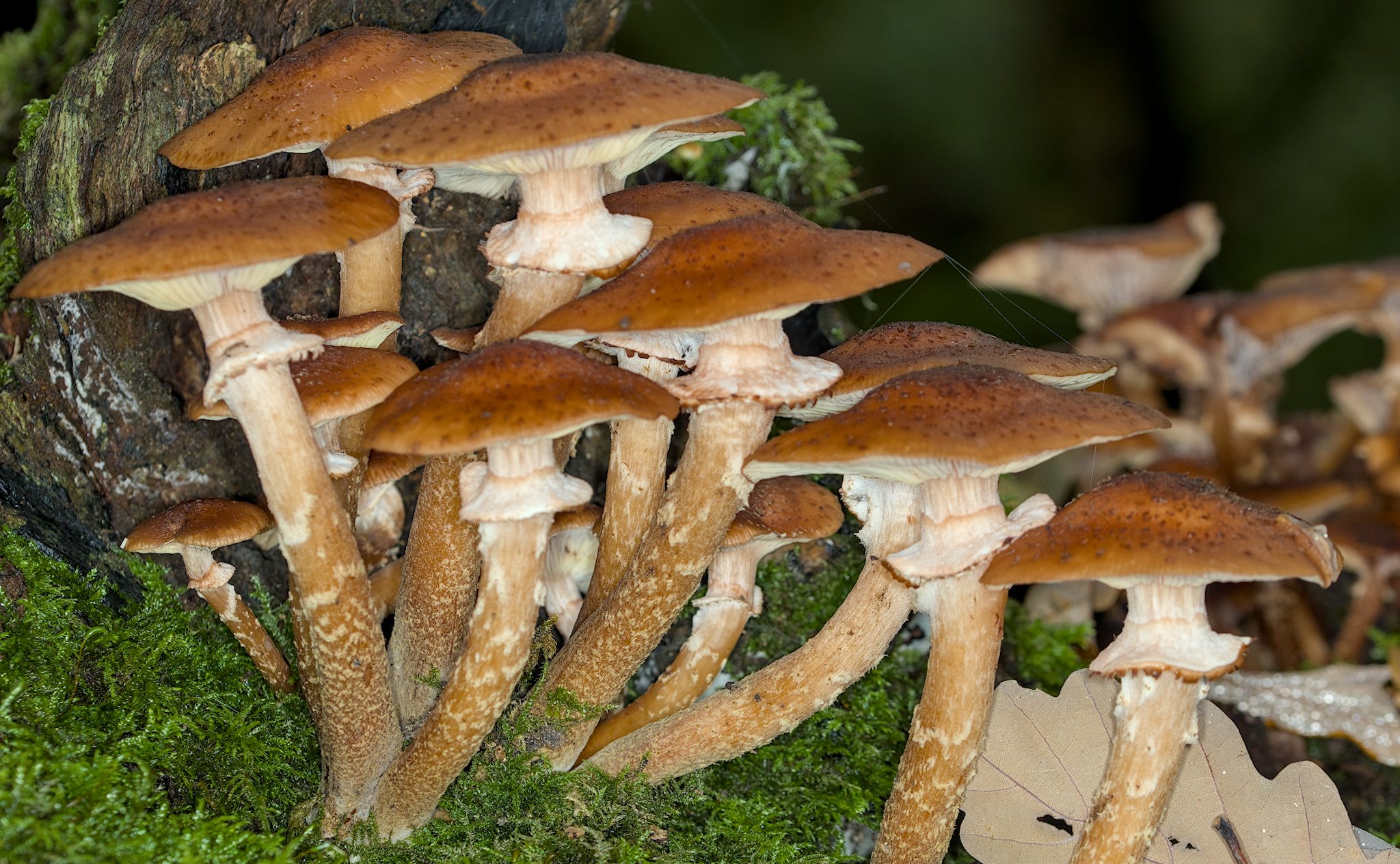 21 Oct. Bracken Hall Countryside Centre Walk