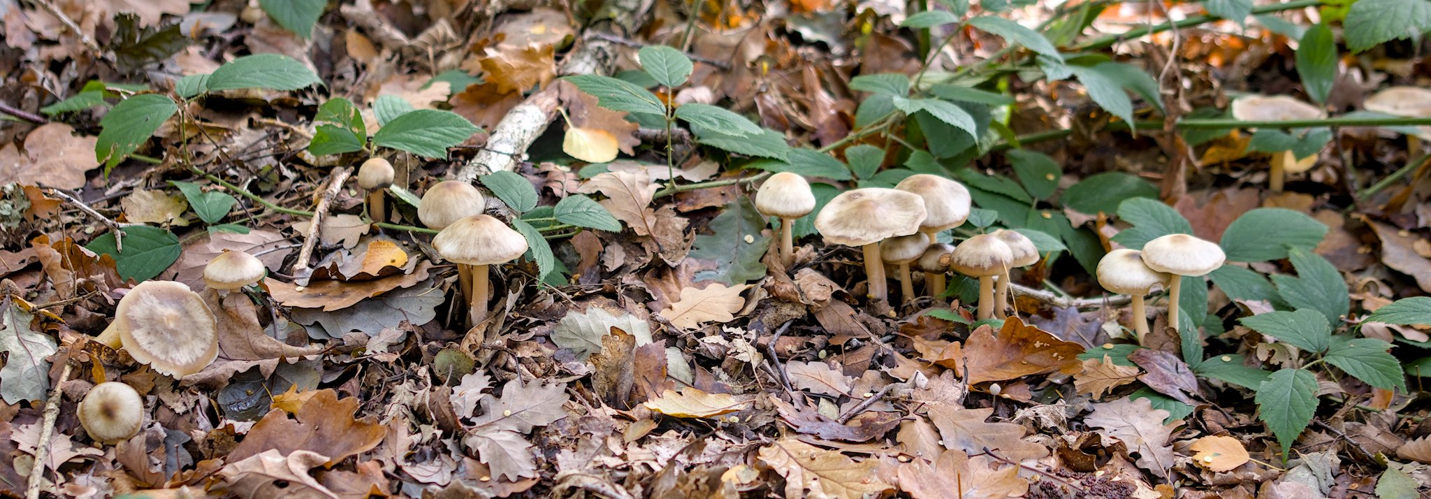 Shipley Glen Fungi on 22 Oct