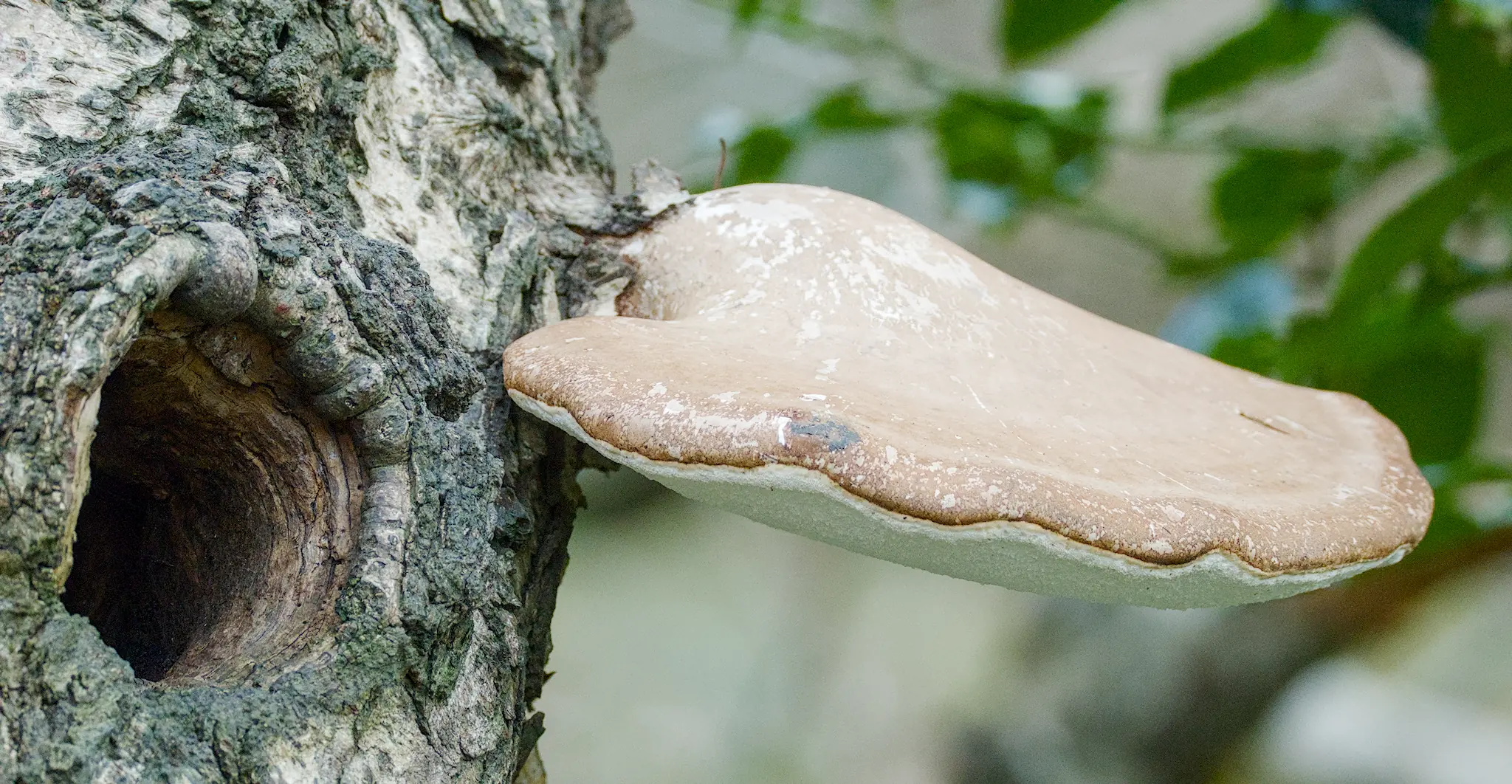 Shipley Glen Fungi. 1 Jan 2026