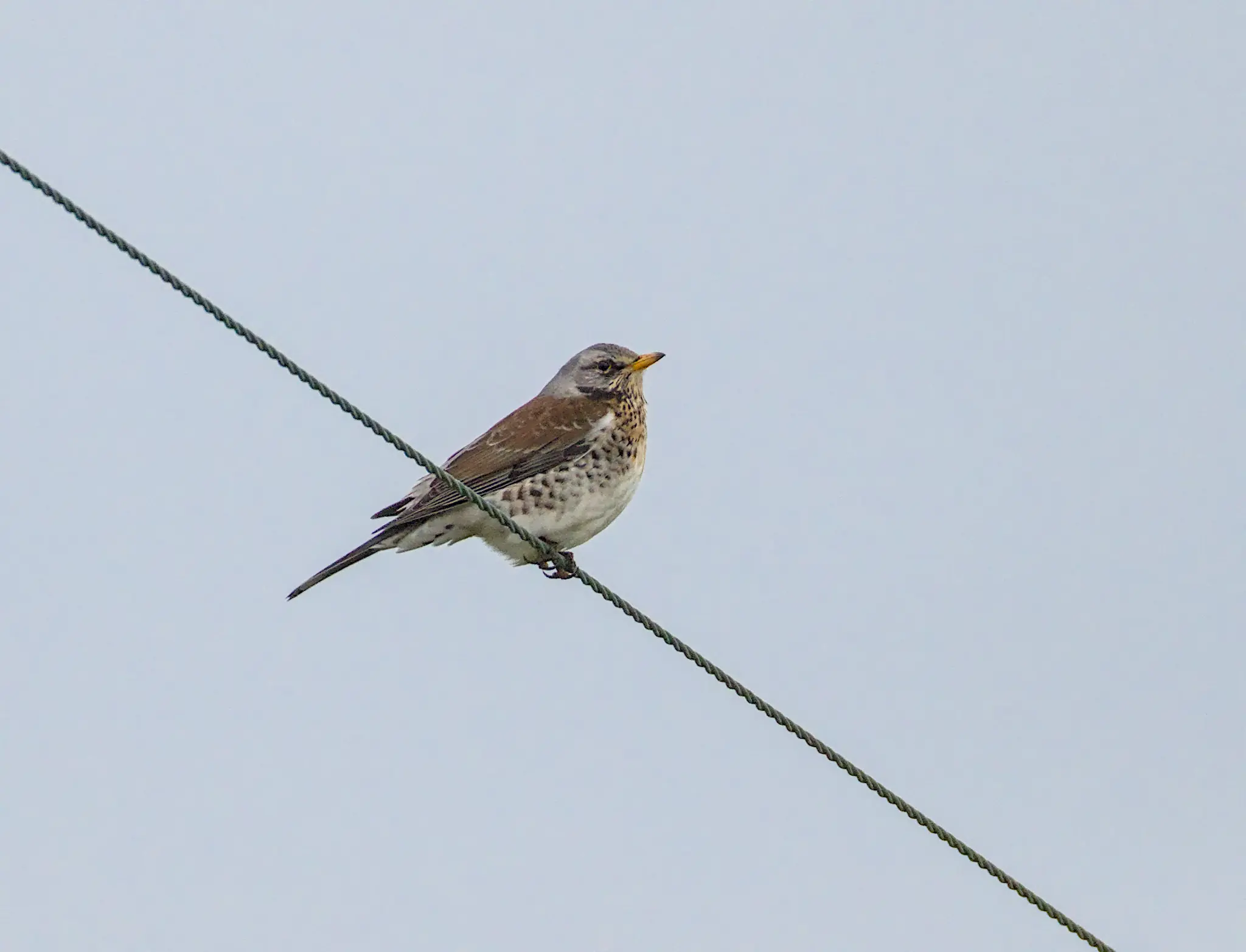 Baildon Moor 9 Jan 2026