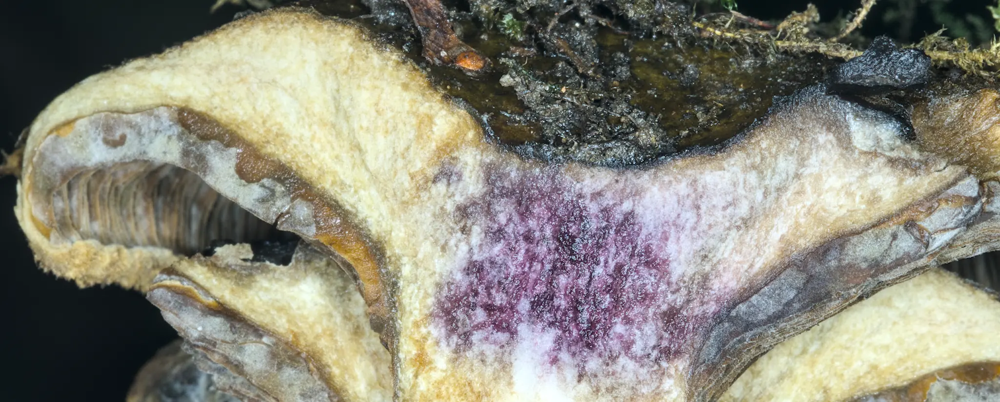 Baildon Bank, Walker Wood. 1 Nov 2025