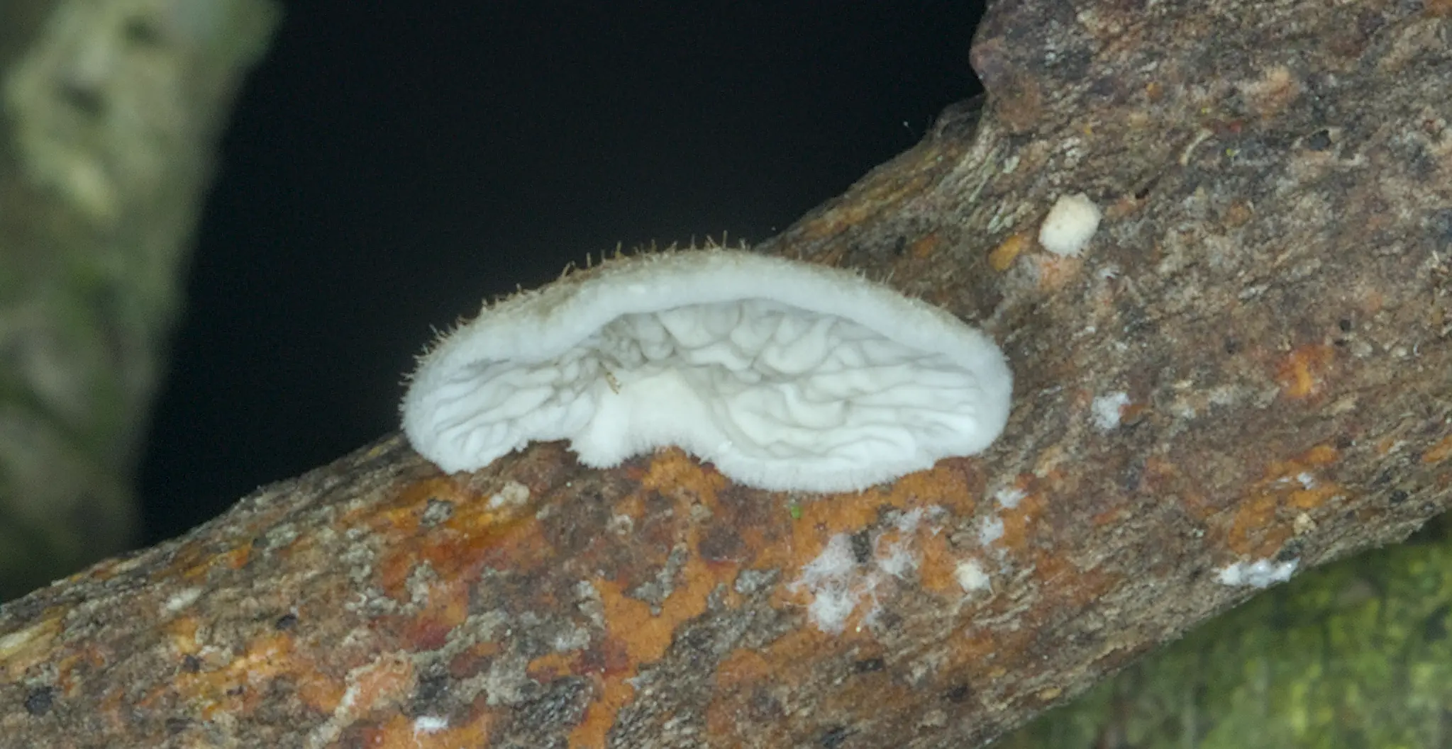 Fungi at Ben Rhydding Gravel Pits. 16 Nov 2025