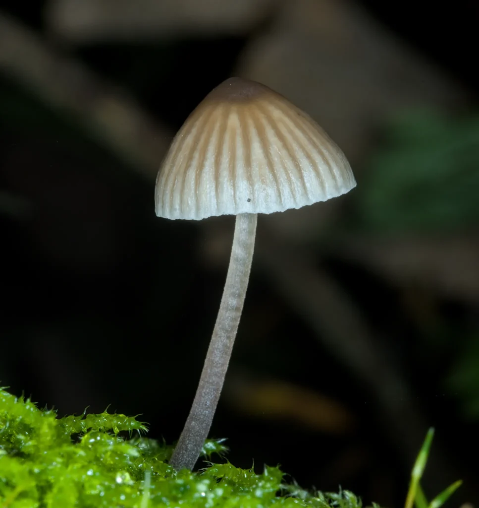Mycena sp.?