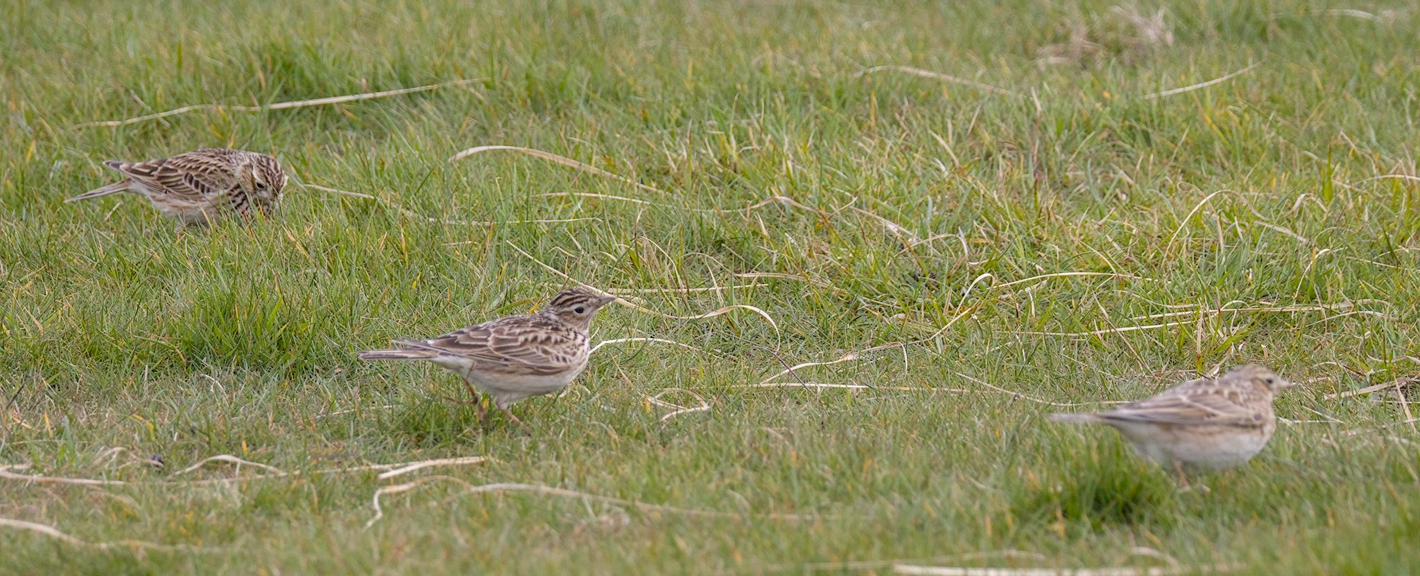 Baildon Moor. 2 Apr 2026