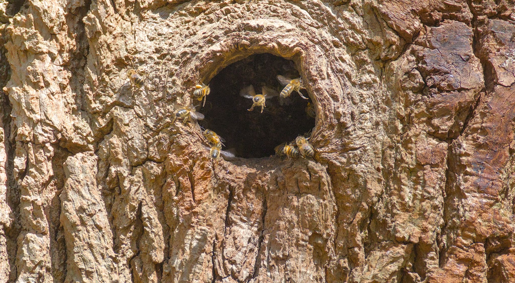 Bees in Shipley Glen. April 2026.