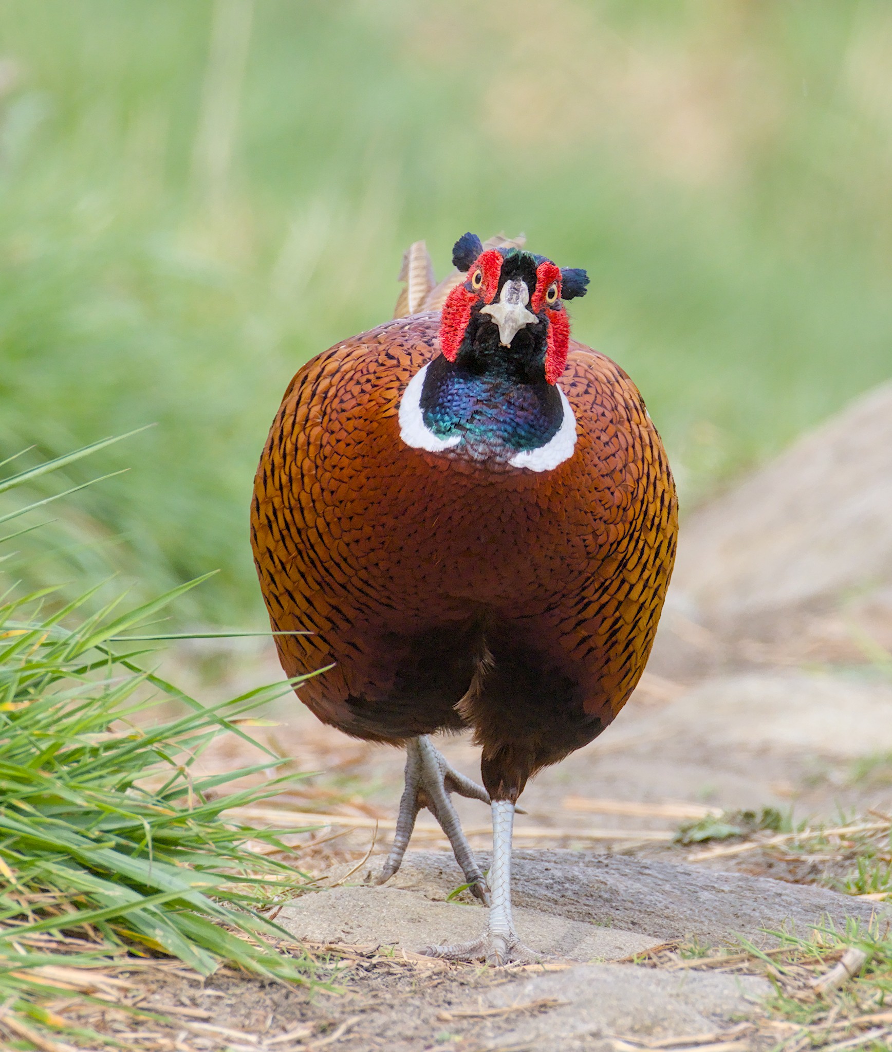 Parakeets, Pheasant, Mining Bees & Jay. 13, 15 & 16 April