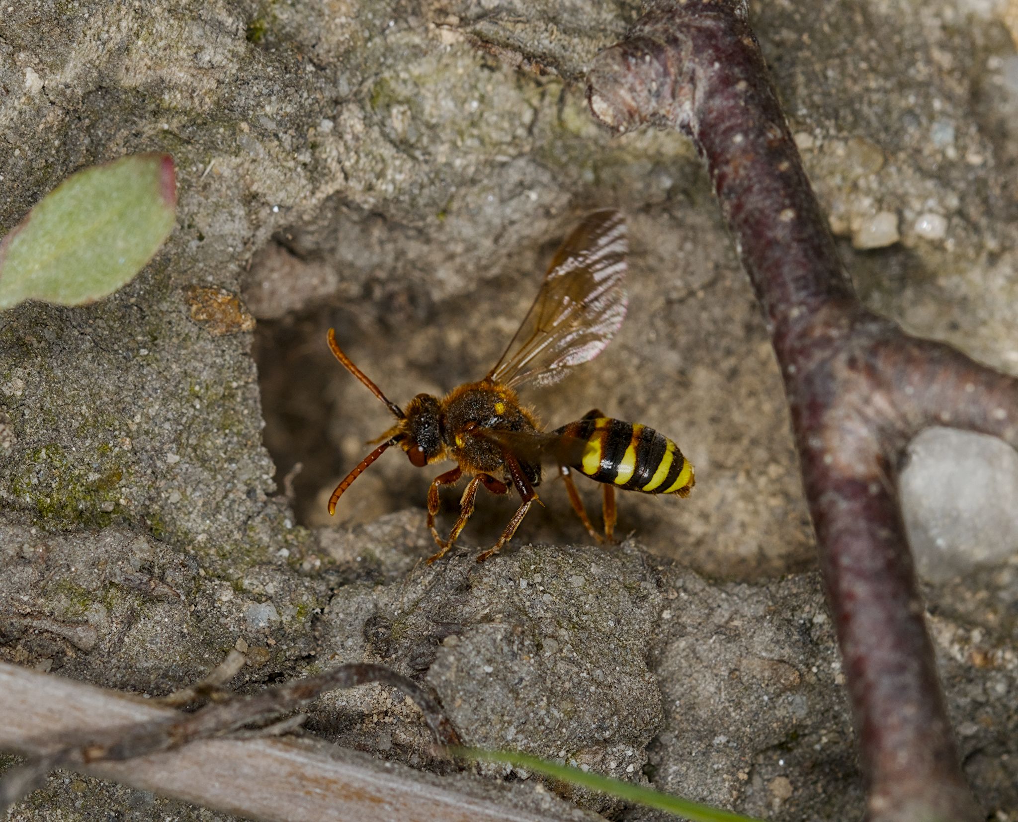 Ants, Bees, Beetles, Birds, Butterflies and Cannabis on Baildon Bank. 24 April 2026