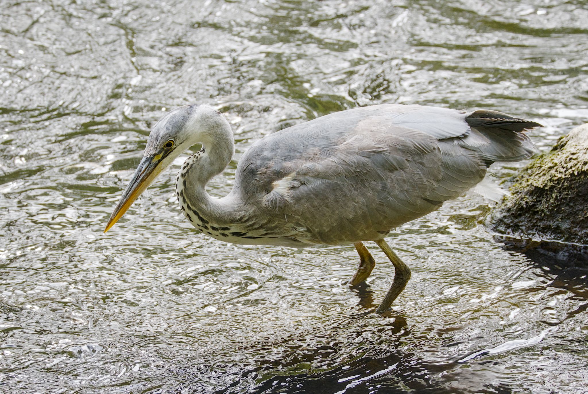 Circular RSPB Walk 26 April 2026