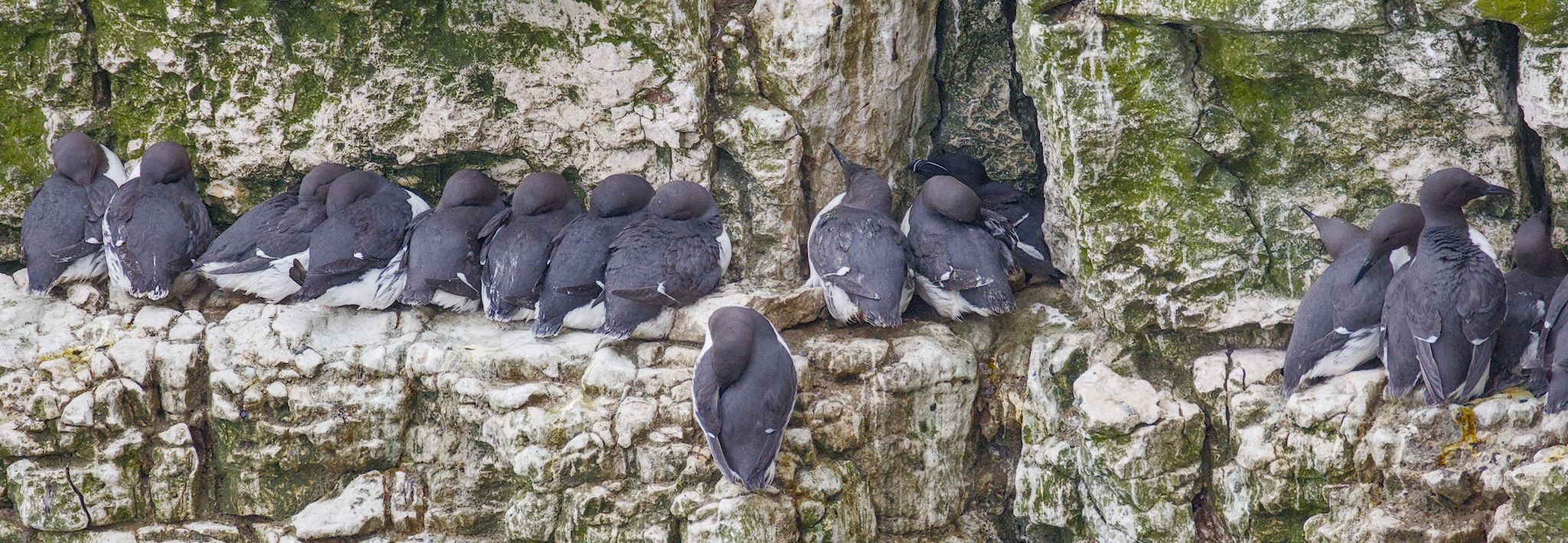 Bempton Cliffs, 20 May 2026