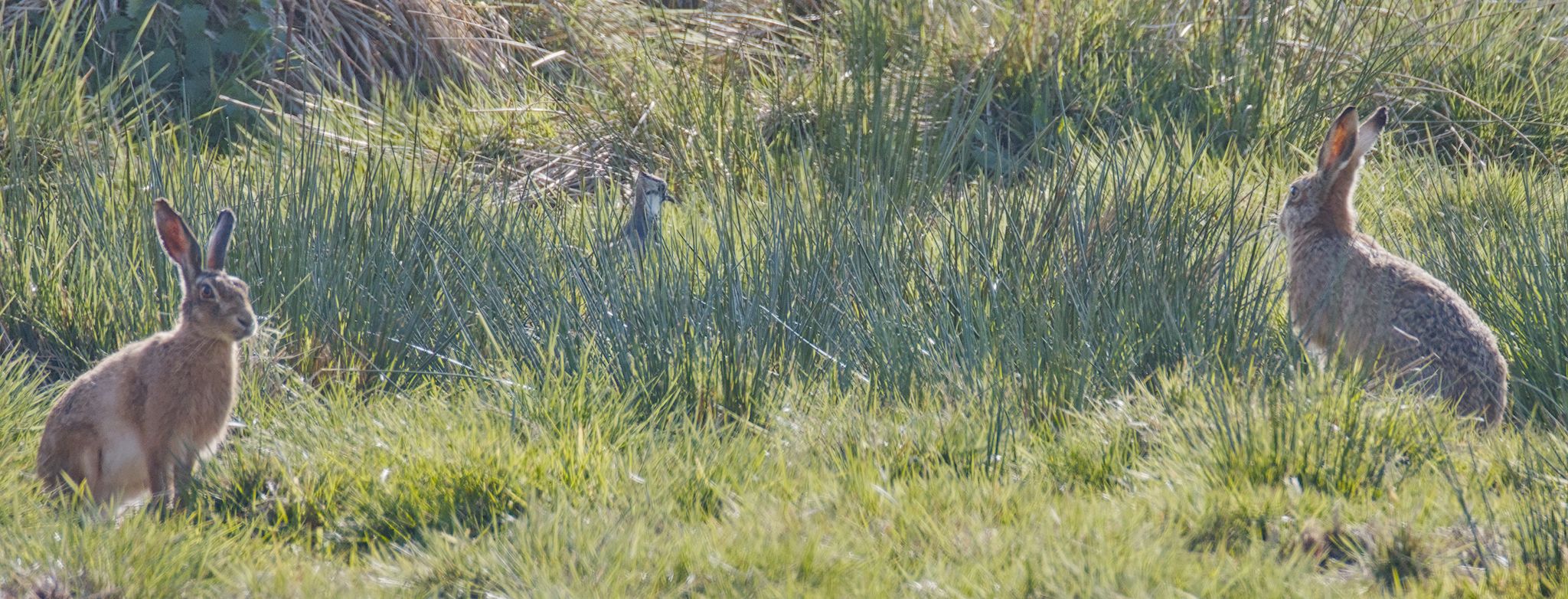 Hare. Apr & May 2026