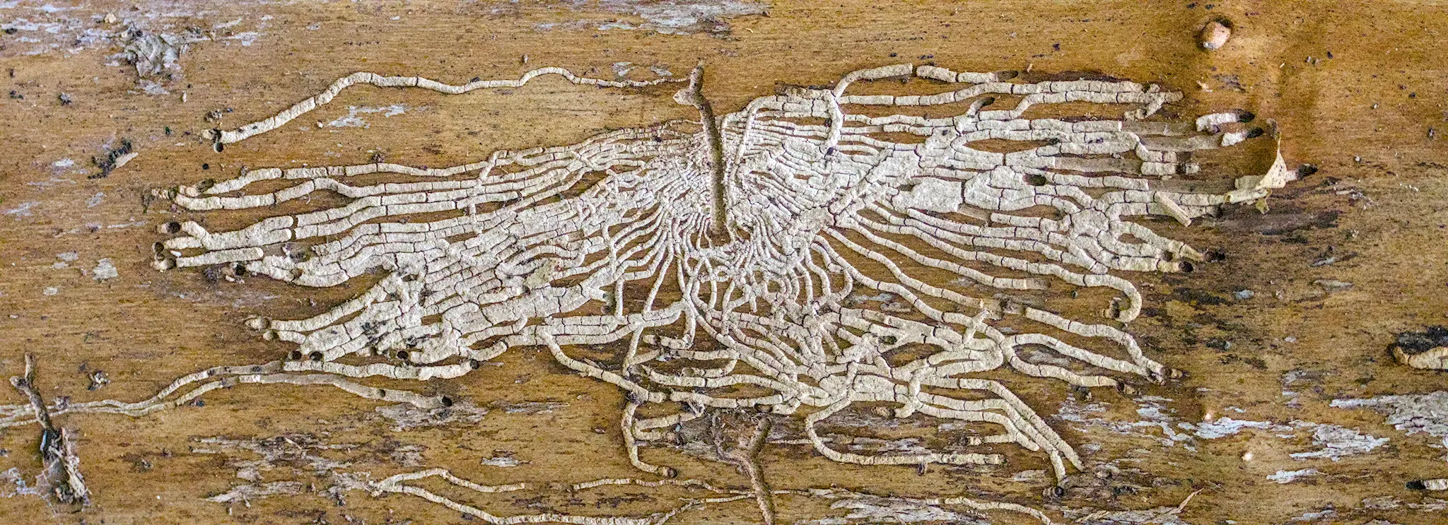Bark Beetles. May 2026.