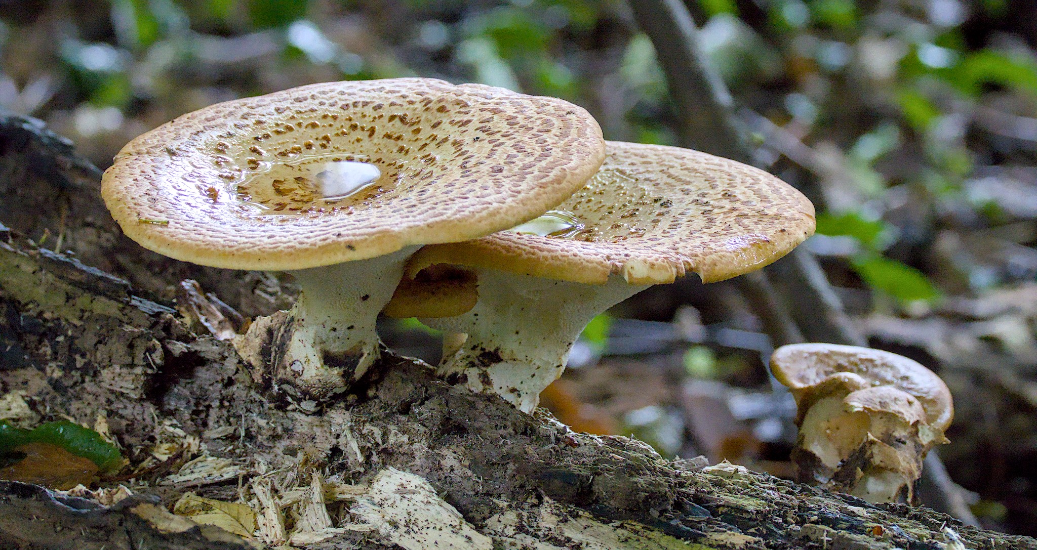 Early June 2026 in Denso Marston Nature Reserve