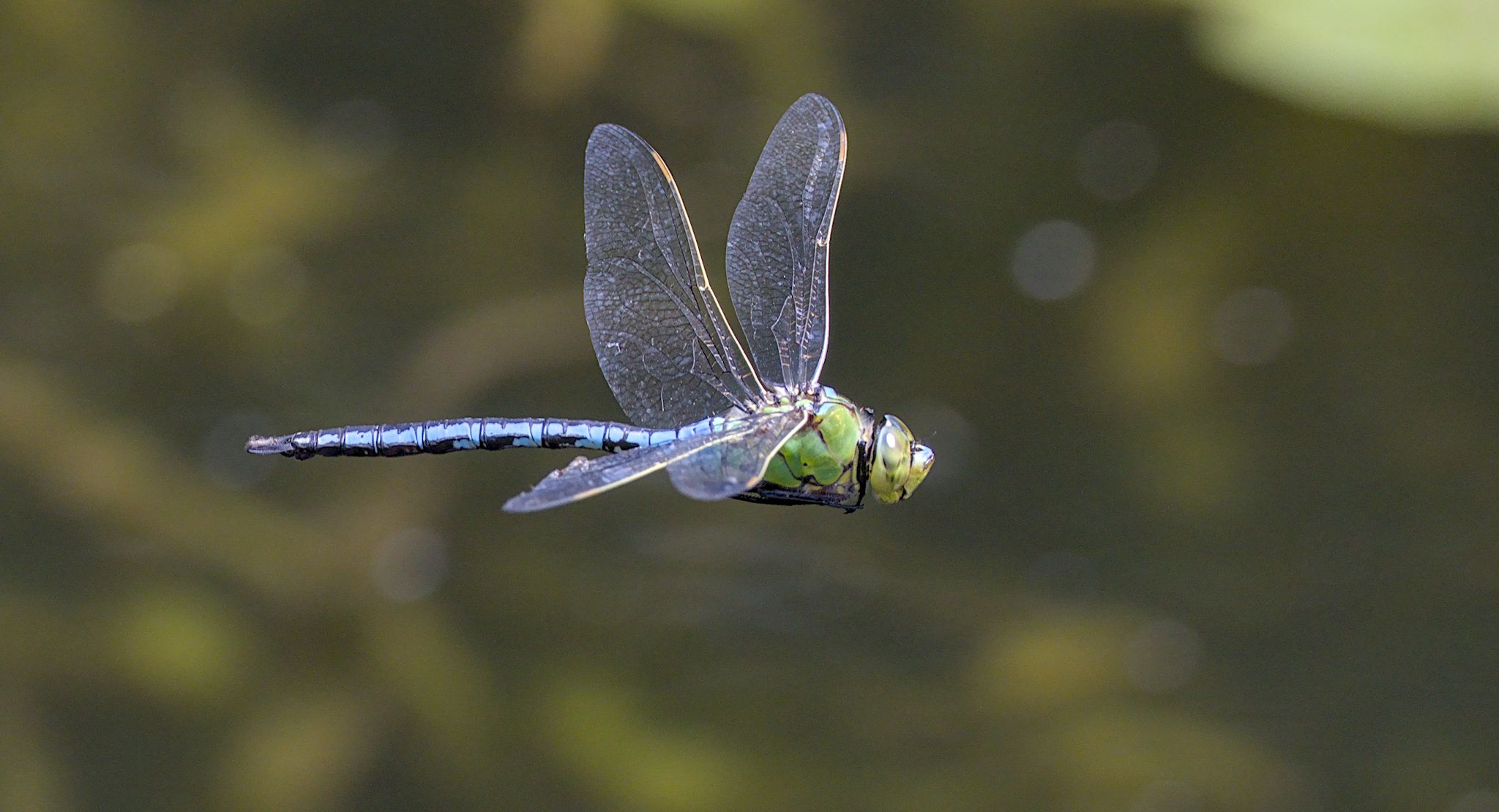 Wildlife in the Wildflower Meadow, River & Canal. 20 June 2026