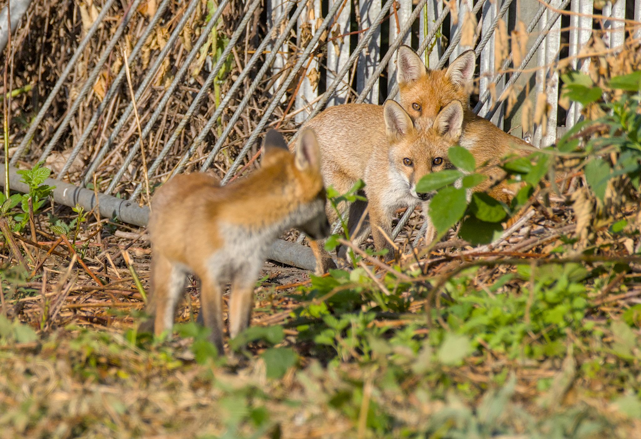 Fox Cubs in Shipley. 27 June 2026