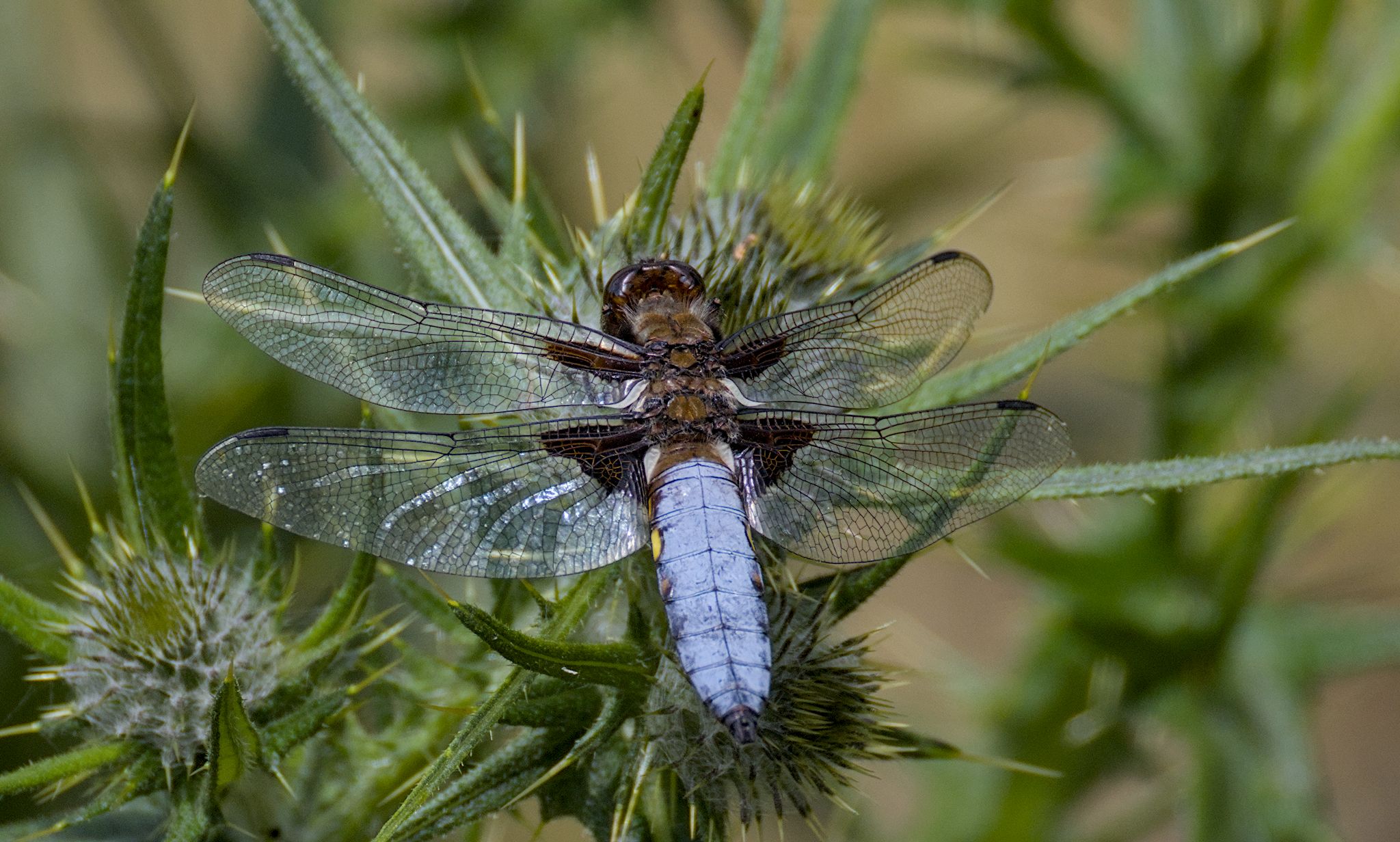 Dragonflies at Gallows Hill Nature Reserve, Otley. 22 June 2026