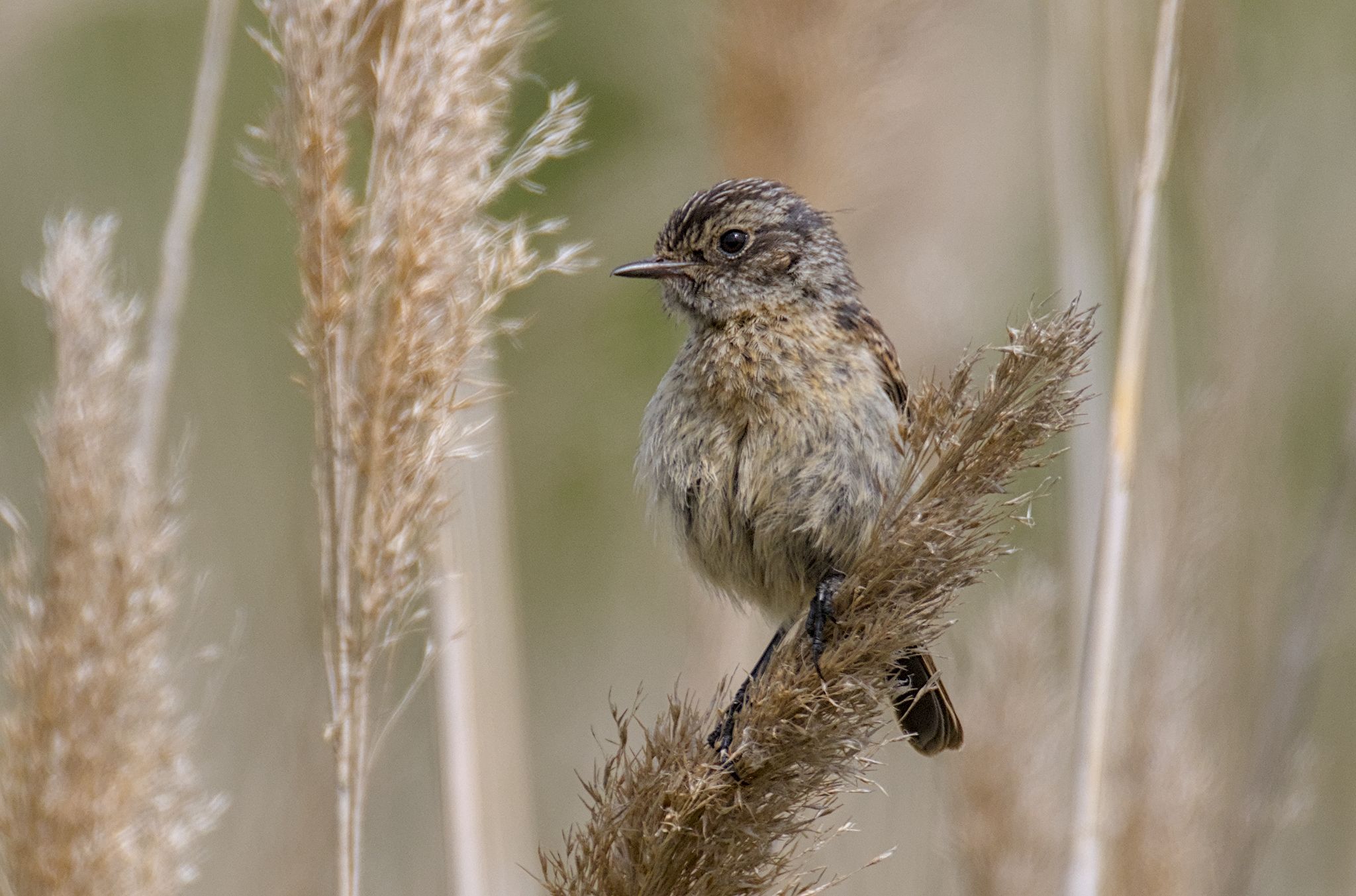 Wildlife at High Royds Pond. 18 July 2026