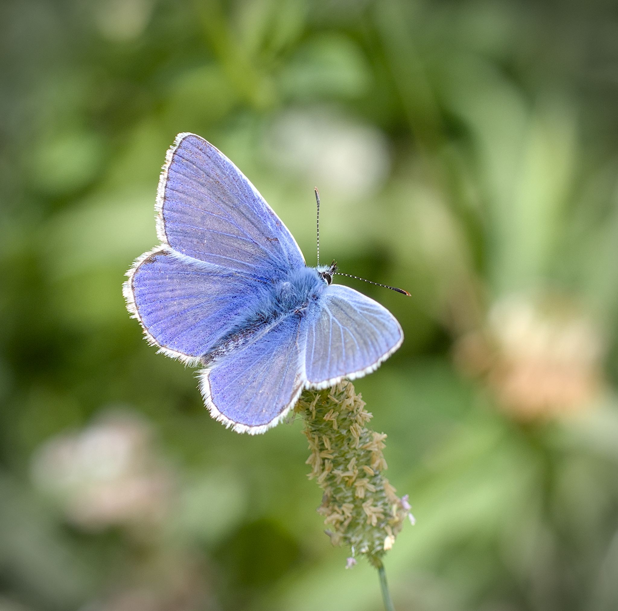 Skippers and Common Blues near the River Aire. 3 July 2026