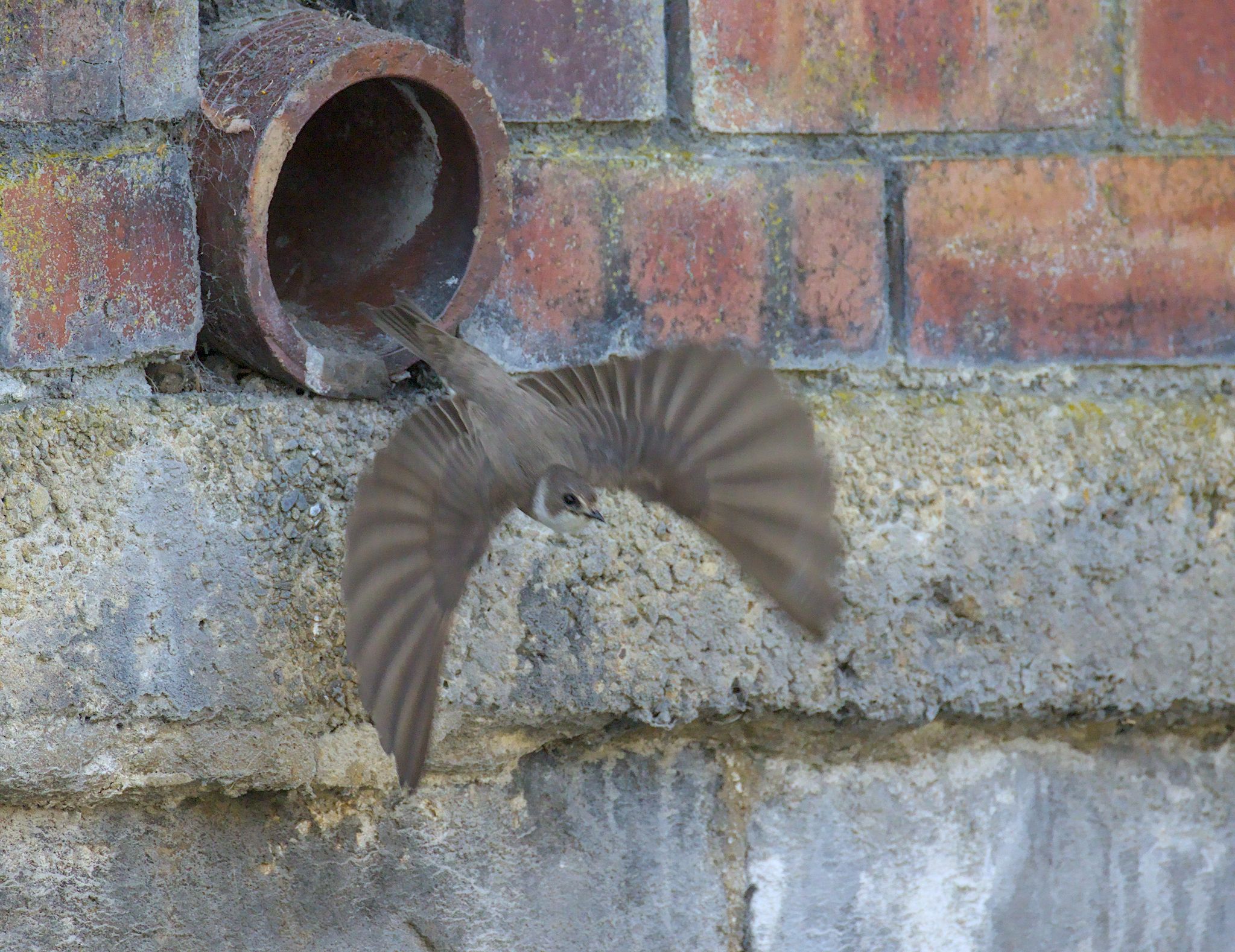 Sand Martins in Shipley. 11 July 2026.